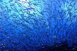 View from inside a school of bait fish. Key Largo, Florida. by Luiz Rocha 